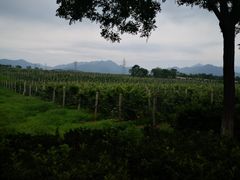 -北京张裕爱斐堡酒庄