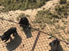 -青岛森林野生动物世界