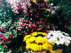 -曲阳花鸟市场(曲阳路店)