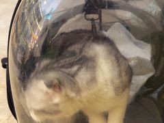 -美联众合动物医院·24h转诊中心