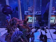 -太平洋海底世界