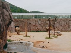 -青岛森林野生动物世界