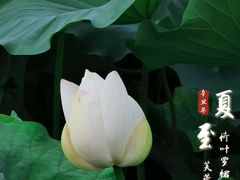 -莲湖公园