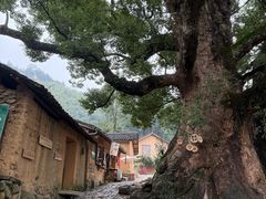 -杨家堂村