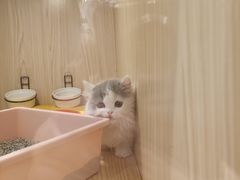 -屋虎猫馆(宝安大仟里店)