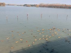 -溱湖国家湿地公园