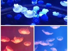 -芜湖新华联大白鲸海洋公园