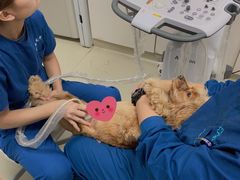 -美联众合宠物医院·爱萌分院·内外科·猫科中心