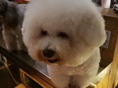 -more than meow吴止猫主题餐厅(承德 中船汇店)