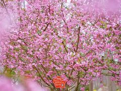 -合肥滨湖国家森林公园