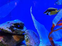 -上海海洋水族馆