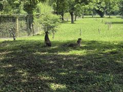 -上海野生动物园