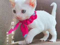 -十年猫舍·猫咪专门店(普陀店)
