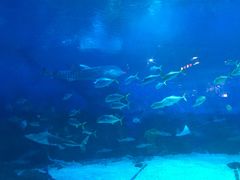 -烟台海昌鲸鲨海洋公园