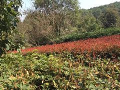 -铁山坪森林公园