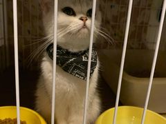 -猫色咖啡·猫咖