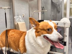 -宠福鑫康馨动物医院·骨科·眼科