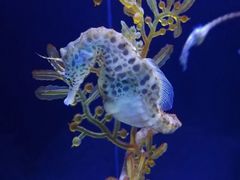 -上海海洋水族馆