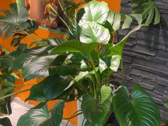 -泰古龙抓龙筋·spa按摩(静安店)