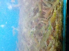 -深海800米海鲜自助(万达广场店)