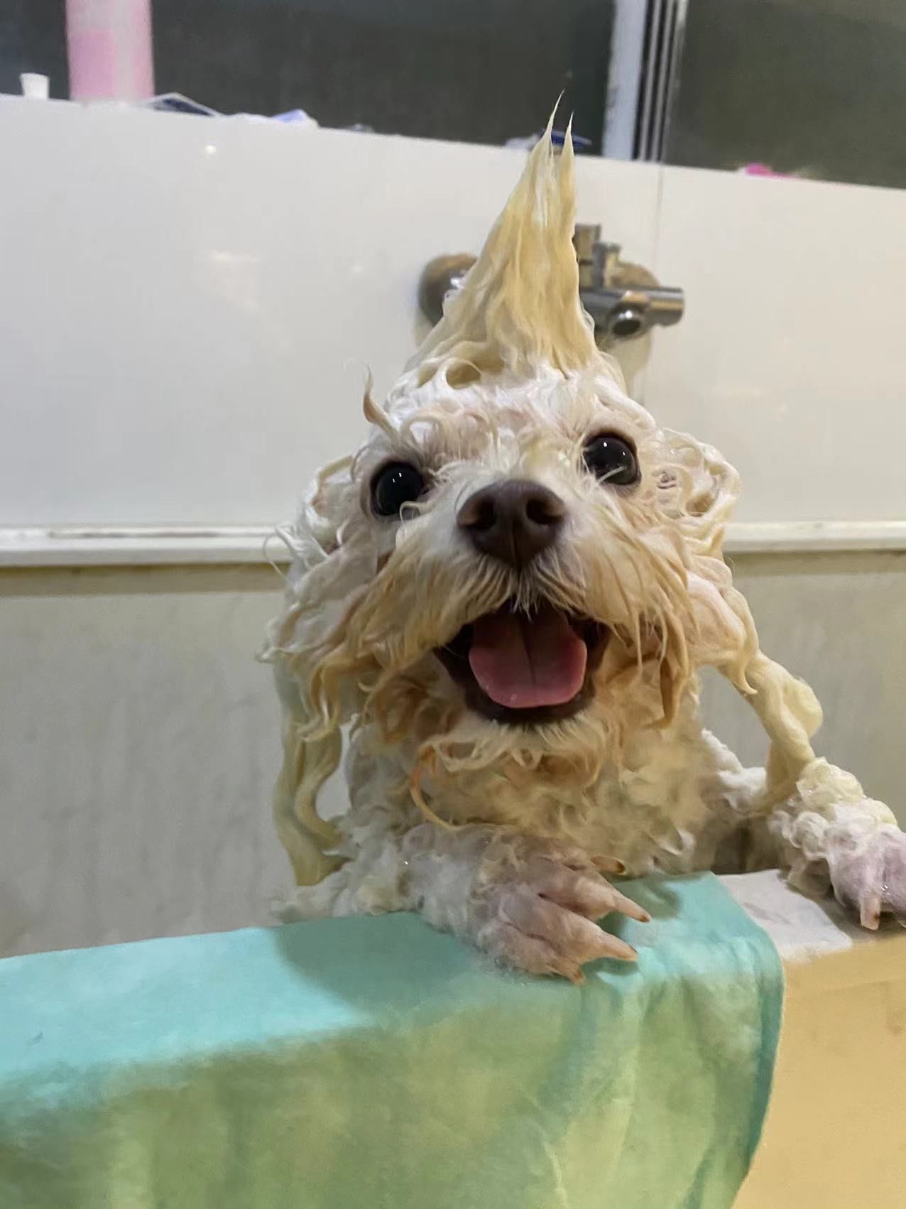 狗狗洗澡 #狗狗日常