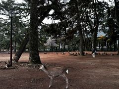 -奈良公园
