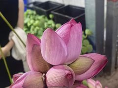 -三圣花乡旅游区