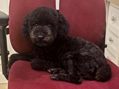 -爱宠屋pet shop·宠物洗澡·宠物美容