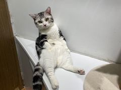-COLOR PETS 撸猫馆·购猫·猫咖(长风大悦城店)