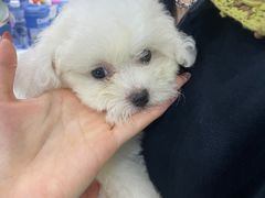 -唐小姐の猫狗洗护·购宠旗舰店(周浦万达店)