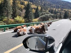 -老号尤兔头(西川店)