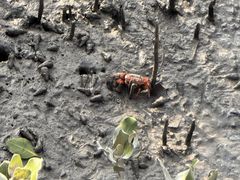 -北海金海湾红树林生态旅游区