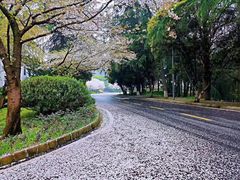 -武汉大学-樱园