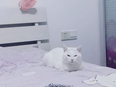 -伟伟宠物医院·瑞派猫友好医院·猫科(光谷店)