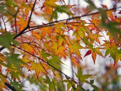 -合肥滨湖国家森林公园