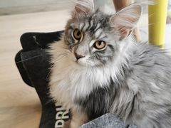 -十年猫舍·猫咪专门店(普陀店)