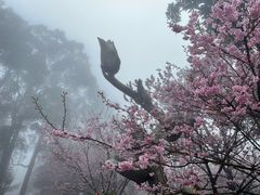 -南山植物园