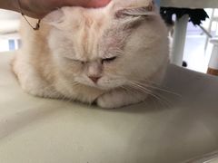 -喵的天空名猫咖啡馆·撸猫·猫舍·用品