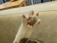 -啵啵喵·猫咖(攀华国际店)