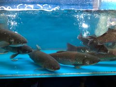 -老村长土菜馆(湖墅南路店)