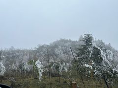 -武陵山森林公园