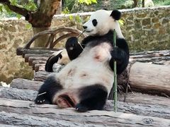 -都江堰中华大熊猫苑