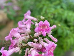 -深圳市中科院仙湖植物园