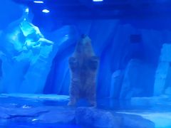 -上海海昌海洋公园-冰山北极馆