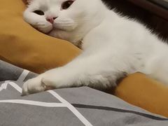 -陈八两面家(华孚写字楼店)