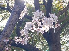 -高东镇樱花园