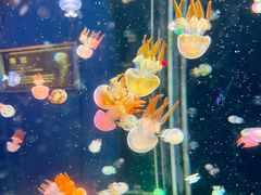 -太平洋海底世界