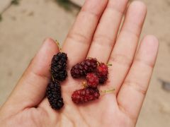 -碓臼峪自然风景区