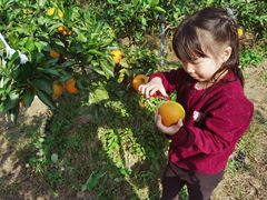 -前小桔亲子创意农场·草莓采摘·露营烧烤