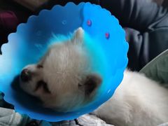 -伟伟宠物医院·CT影像中心·瑞派犬猫综合性门诊(汉口总院)